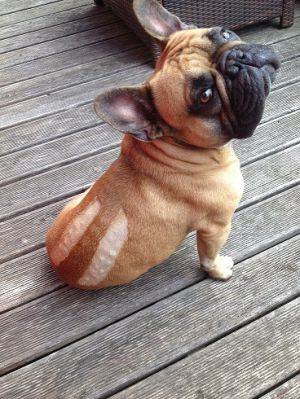 Die Französische Bulldogge Connor musste aufgrund seiner Zuchtmerkmale unermessliches Leid erfahren.