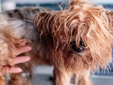 Pflege von langhaarigen Hunden - eine haarige Angelegenheit